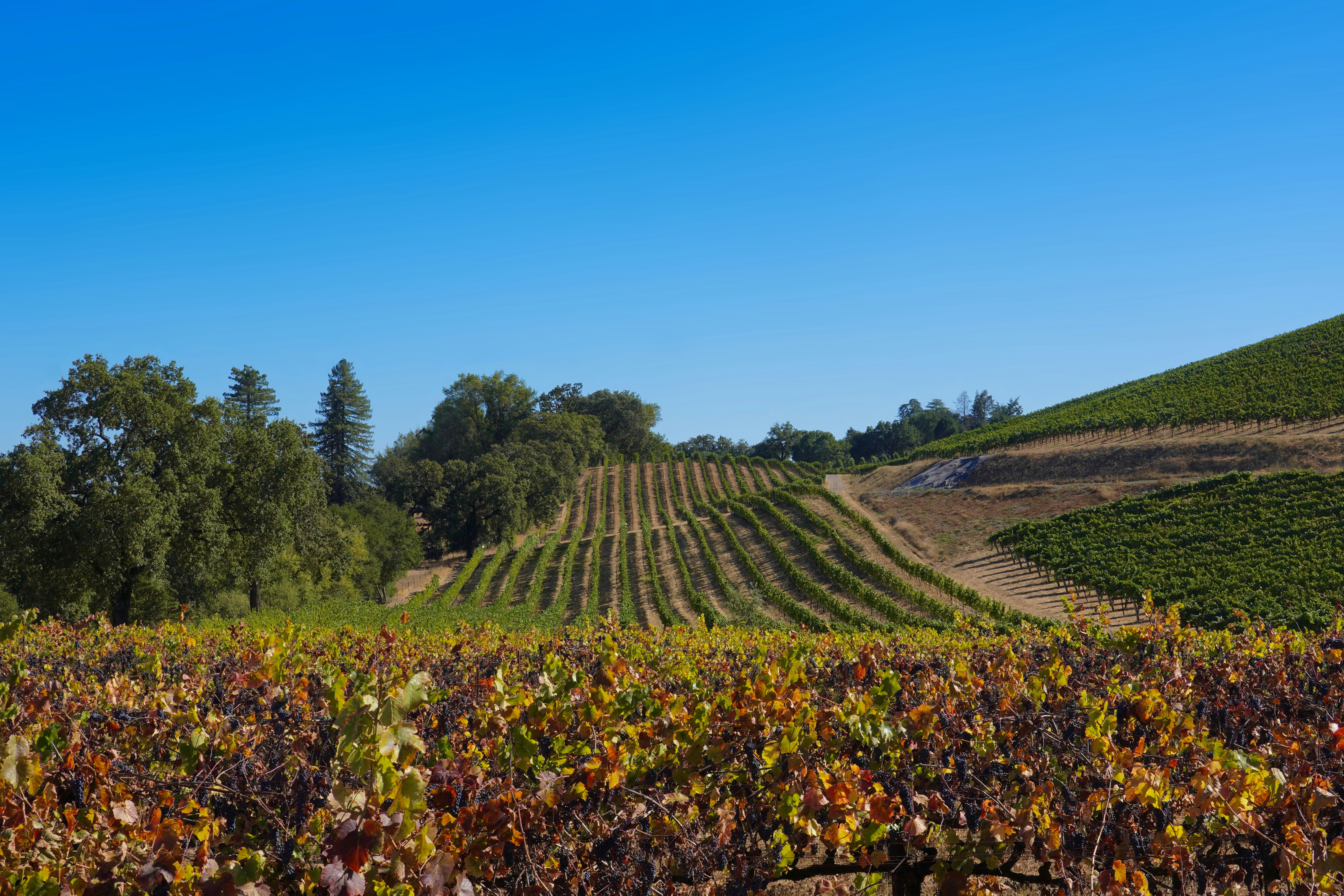 Napa vs Sonoma — Which Wine Region is Right for You?