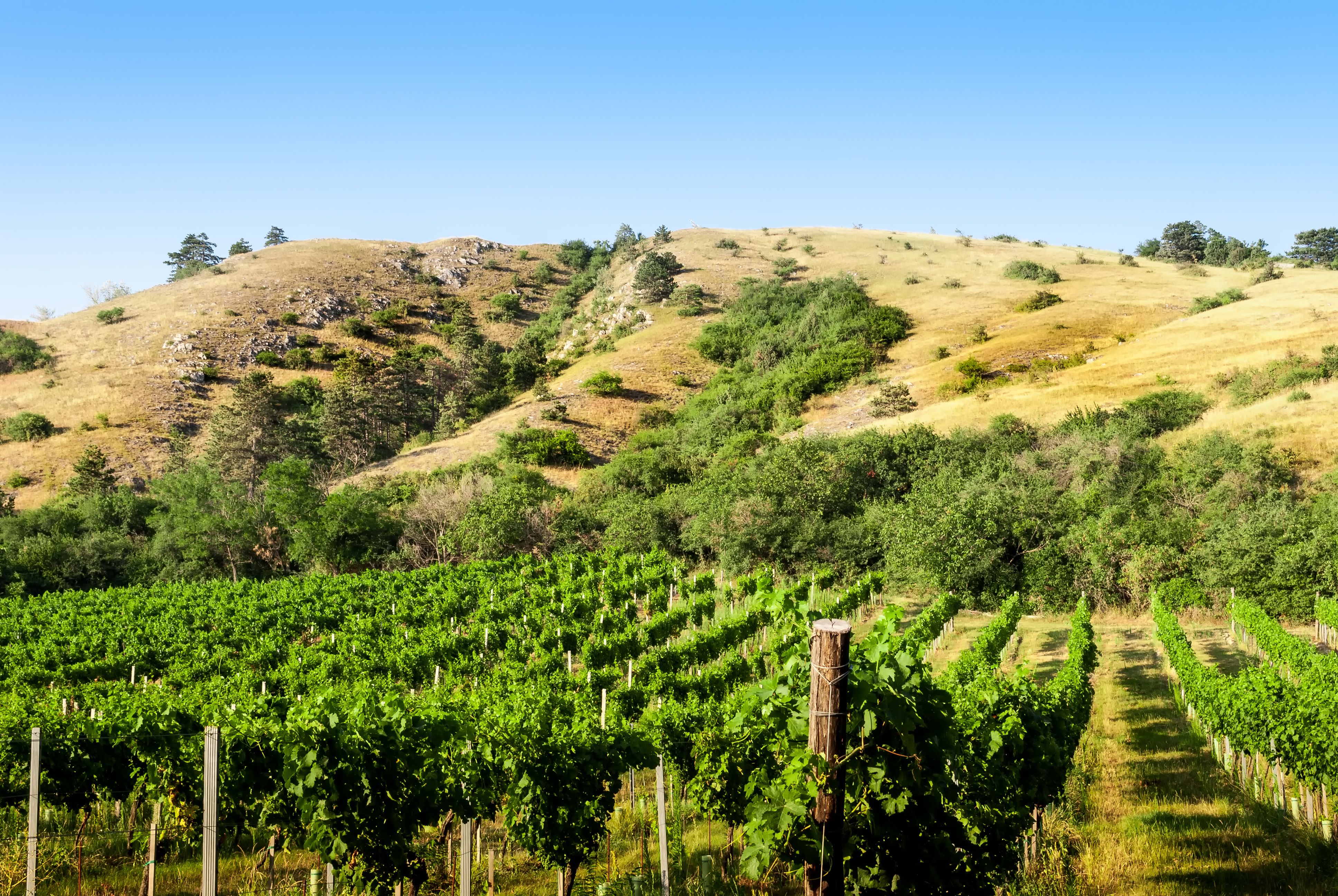 Livermore Valley